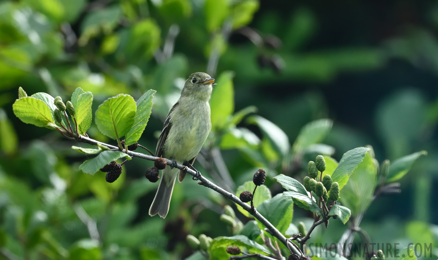 Empidonax flaviventris [400 mm, 1/1250 Sek. bei f / 8.0, ISO 2500]